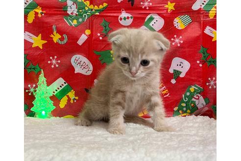 成約済の埼玉県のスコティッシュフォールド-18479の11枚目