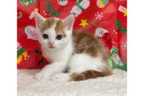 成約済の埼玉県のスコティッシュフォールド-18478の40枚目
