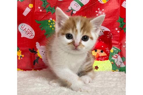 成約済の埼玉県のスコティッシュフォールド-18480の29枚目