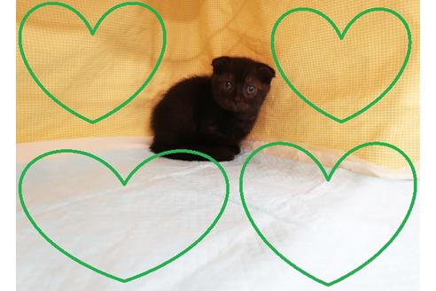 成約済の東京都のマンチカン-19168