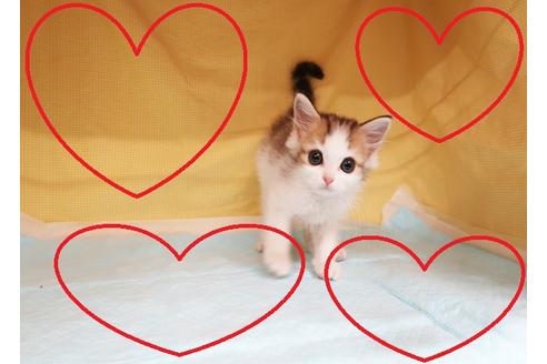 成約済の東京都のスコティッシュフォールド-19169