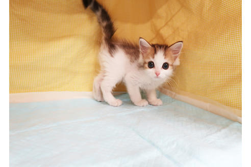 成約済の東京都のスコティッシュフォールド-19169の3枚目