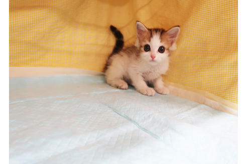 成約済の東京都のスコティッシュフォールド-19169の2枚目