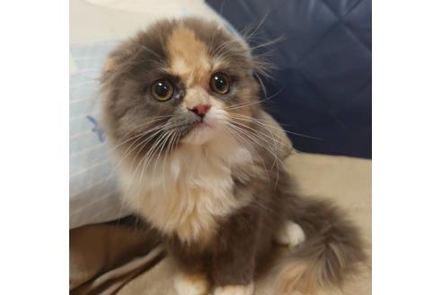 成約済の愛知県のスコティッシュフォールド-19162の1枚目
