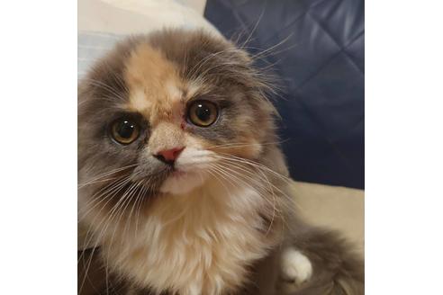 成約済の愛知県のスコティッシュフォールド-19162の5枚目