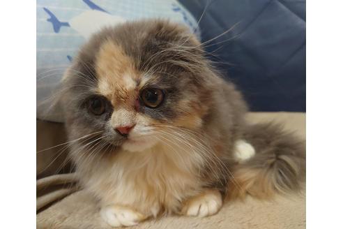 成約済の愛知県のスコティッシュフォールド-19162の4枚目