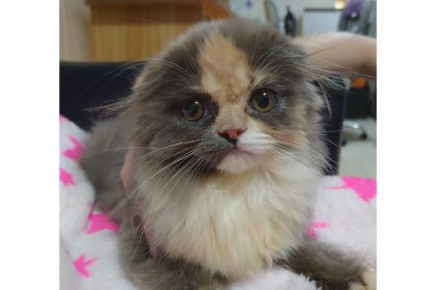 成約済の愛知県のスコティッシュフォールド-19162の3枚目