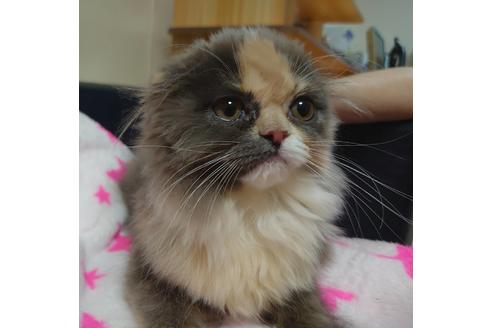 成約済の愛知県のスコティッシュフォールド-19162の2枚目