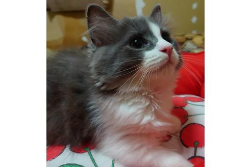 成約済の愛知県のマンチカン-19225の1枚目