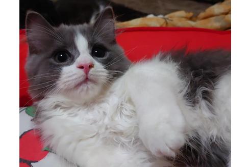 成約済の愛知県のマンチカン-19225の5枚目