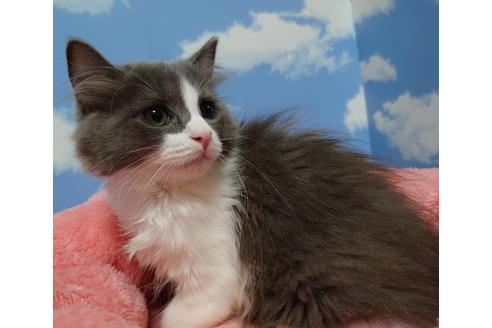 成約済の愛知県のマンチカン-19225の4枚目