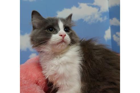 成約済の愛知県のマンチカン-19225の3枚目