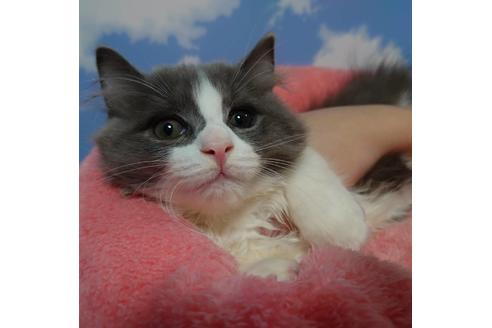 成約済の愛知県のマンチカン-19225の2枚目