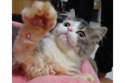 成約済の愛知県のスコティッシュフォールド-18763