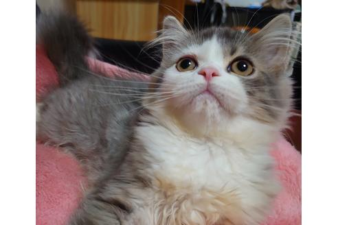成約済の愛知県のスコティッシュフォールド-18763の5枚目