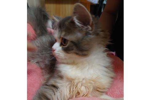 成約済の愛知県のスコティッシュフォールド-18763の4枚目