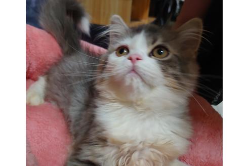 成約済の愛知県のスコティッシュフォールド-18763の3枚目