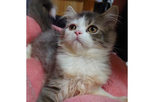 成約済の愛知県のスコティッシュフォールド-18763の2枚目