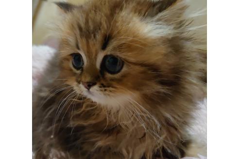 成約済の愛知県のペルシャ(チンチラ)-18761の5枚目
