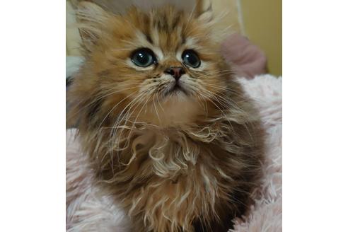 成約済の愛知県のペルシャ(チンチラ)-18761の4枚目