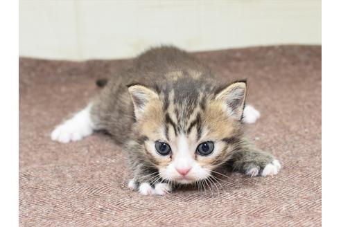 成約済の愛知県のスコティッシュフォールド-19246の5枚目