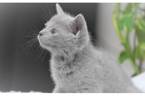 大阪府のロシアンブルー 女の子 21 10 05生まれ 可愛くてたまらない別嬪さん 子猫id 子猫ブリーダーナビ 大阪府のロシアンブルー 女の子 21 10 05生まれ 可愛くてたまらない別嬪さん 子猫id 子猫ブリーダーナビ