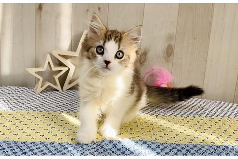 成約済の大阪府のラガマフィン-18175の5枚目