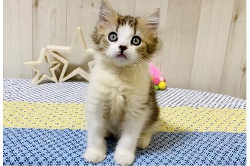 成約済の大阪府のラガマフィン-18175の6枚目