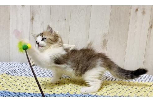 成約済の大阪府のラガマフィン-18175の2枚目