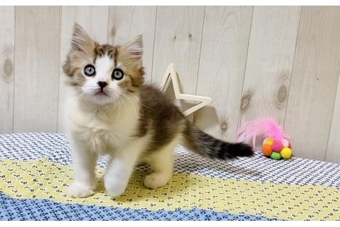 成約済の大阪府のラガマフィン-18175の3枚目