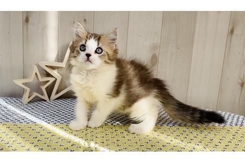 成約済の大阪府のラガマフィン-18175の4枚目