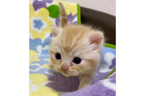 成約済の神奈川県のマンチカン-19350の4枚目