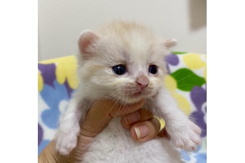 成約済の神奈川県のマンチカン-19354の5枚目