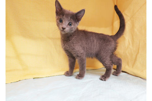 成約済の東京都のロシアンブルー-19427の2枚目