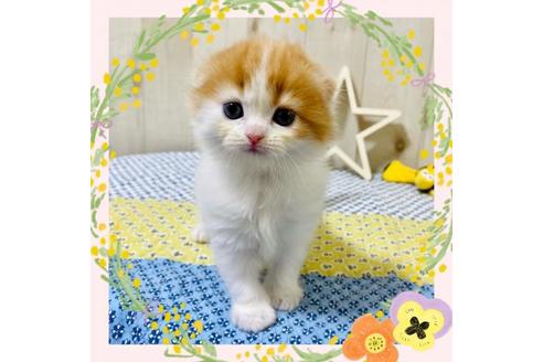 成約済の大阪府のスコティッシュフォールド-19490