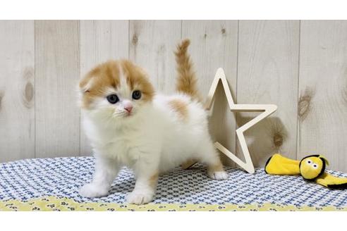 成約済の大阪府のスコティッシュフォールド-19490の5枚目