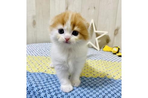 成約済の大阪府のスコティッシュフォールド-19490の4枚目