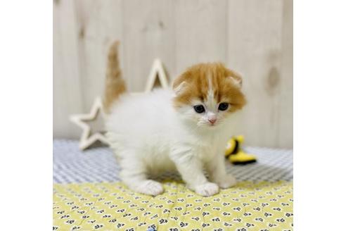 成約済の大阪府のスコティッシュフォールド-19490の2枚目