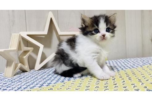 成約済の大阪府のスコティッシュフォールド-19491の5枚目