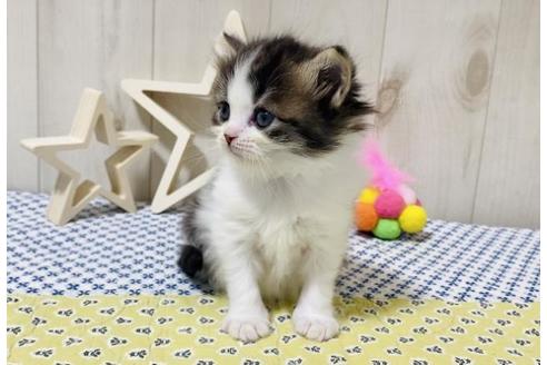 成約済の大阪府のスコティッシュフォールド-19491の4枚目