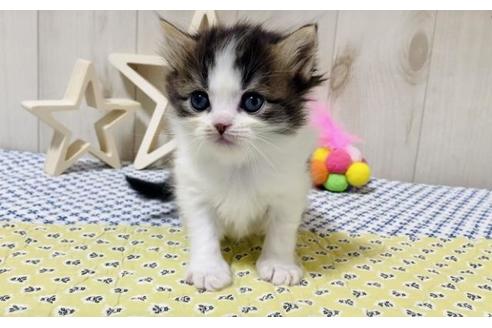 成約済の大阪府のスコティッシュフォールド-19491の2枚目