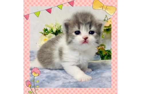 成約済の大阪府のラガマフィン-19492