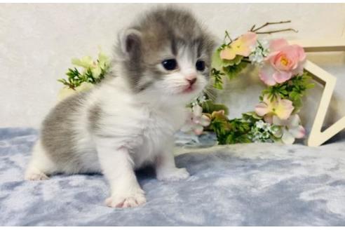 成約済の大阪府のラガマフィン-19492の5枚目