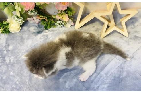 成約済の大阪府のラガマフィン-19492の3枚目