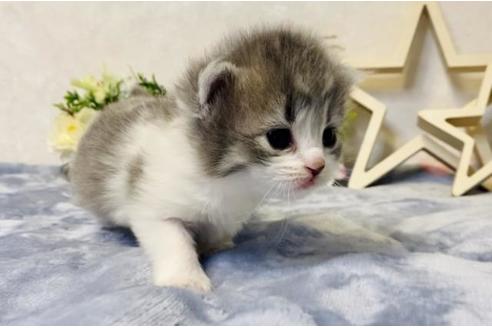 成約済の大阪府のラガマフィン-19492の2枚目