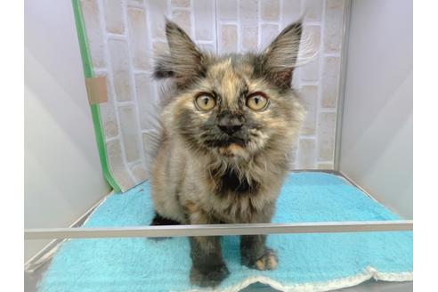 成約済の東京都のサイベリアン-18380の24枚目