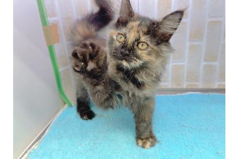 成約済の東京都のサイベリアン-18380の21枚目