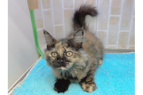 成約済の東京都のサイベリアン-18380の20枚目