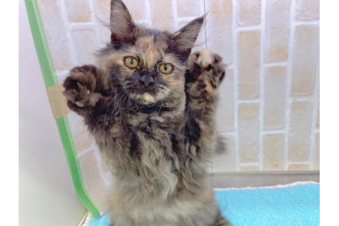 成約済の東京都のサイベリアン-18380の16枚目