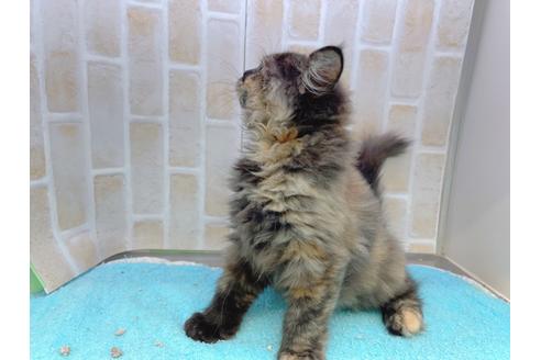 成約済の東京都のサイベリアン-18380の18枚目